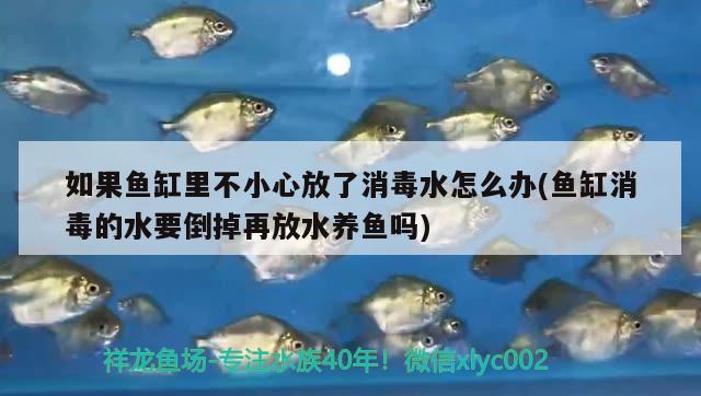 如果魚缸里不小心放了消毒水怎么辦(魚缸消毒的水要倒掉再放水養(yǎng)魚嗎) 黑白雙星