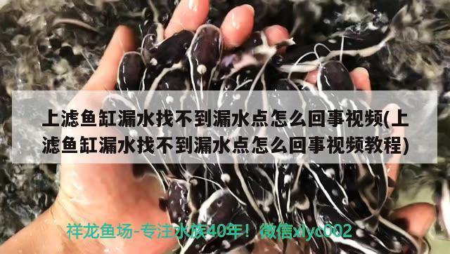 上濾魚缸漏水找不到漏水點(diǎn)怎么回事視頻(上濾魚缸漏水找不到漏水點(diǎn)怎么回事視頻教程) 巴西亞魚