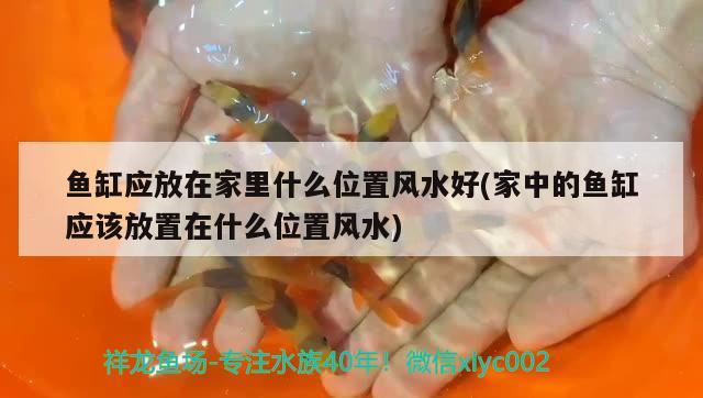 魚缸應放在家里什么位置風水好(家中的魚缸應該放置在什么位置風水) 魚缸風水