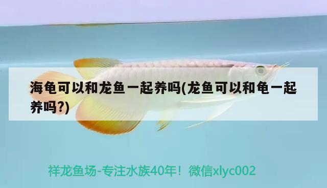 海龜可以和龍魚一起養(yǎng)嗎(龍魚可以和龜一起養(yǎng)嗎？) 烏龜