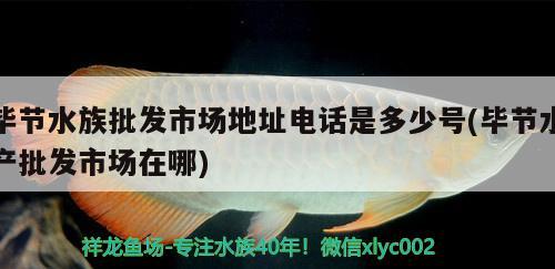 畢節(jié)水族批發(fā)市場地址電話是多少號(畢節(jié)水產(chǎn)批發(fā)市場在哪) 觀賞魚水族批發(fā)市場