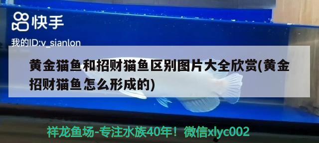 黃金貓魚和招財貓魚區(qū)別圖片大全欣賞(黃金招財貓魚怎么形成的) 黃金貓魚百科