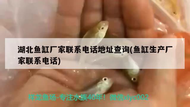 湖北魚缸廠家聯(lián)系電話地址查詢(魚缸生產(chǎn)廠家聯(lián)系電話) 海水魚（海水魚批發(fā)）