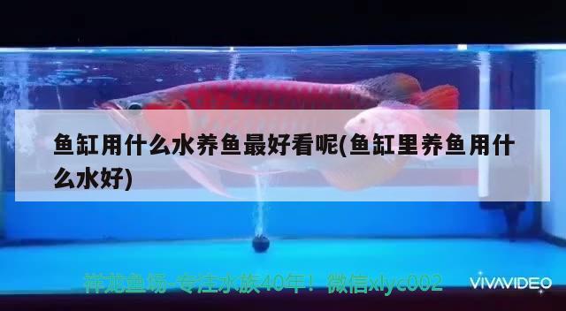 魚缸用什么水養(yǎng)魚最好看呢(魚缸里養(yǎng)魚用什么水好) 福滿鉆魚