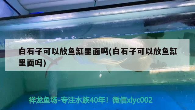 白石子可以放魚缸里面嗎(白石子可以放魚缸里面嗎) 羅漢魚批發(fā)