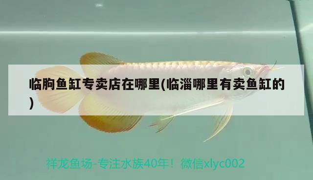 臨朐魚(yú)缸專(zhuān)賣(mài)店在哪里(臨淄哪里有賣(mài)魚(yú)缸的)