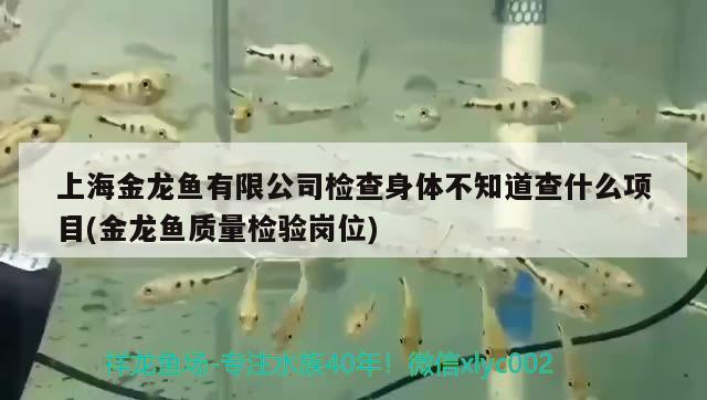 上海金龍魚有限公司檢查身體不知道查什么項(xiàng)目(金龍魚質(zhì)量檢驗(yàn)崗位)