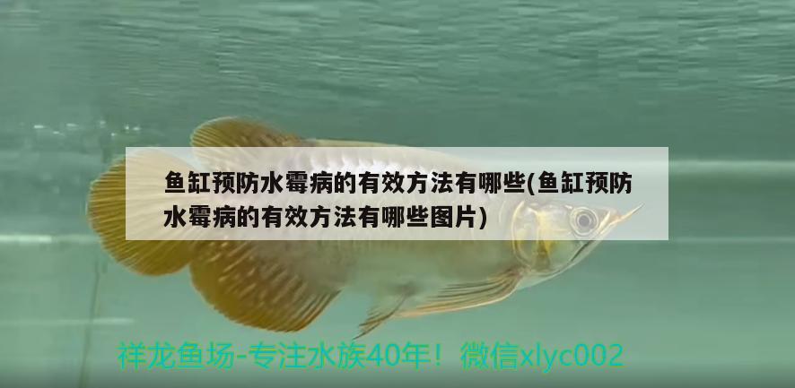 魚缸預防水霉病的有效方法有哪些(魚缸預防水霉病的有效方法有哪些圖片) 觀賞魚市場