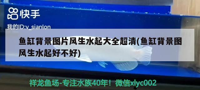 魚缸背景圖片風生水起大全超清(魚缸背景圖風生水起好不好) 成吉思汗鯊（球鯊）魚