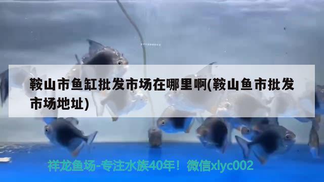 鞍山市魚缸批發(fā)市場在哪里啊(鞍山魚市批發(fā)市場地址) 狗頭魚