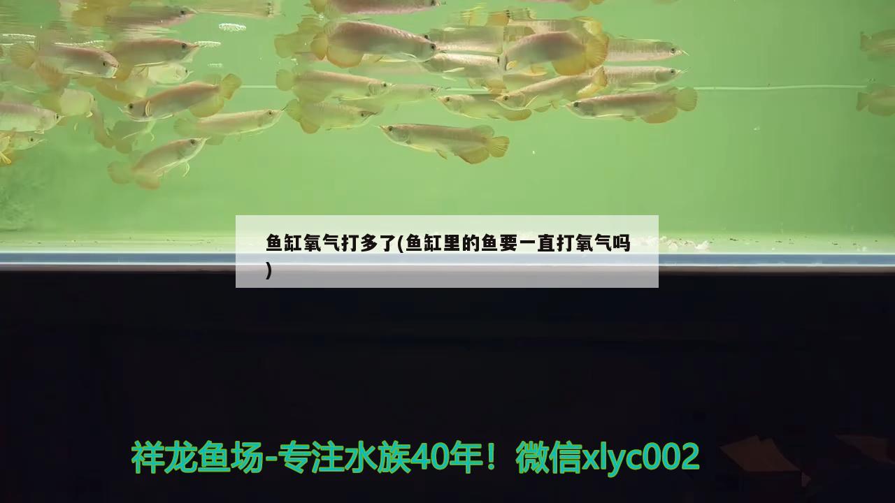 魚缸氧氣打多了(魚缸里的魚要一直打氧氣嗎)