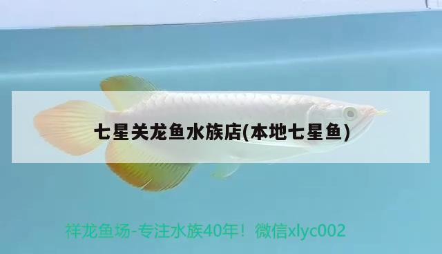 七星關(guān)龍魚水族店(本地七星魚)