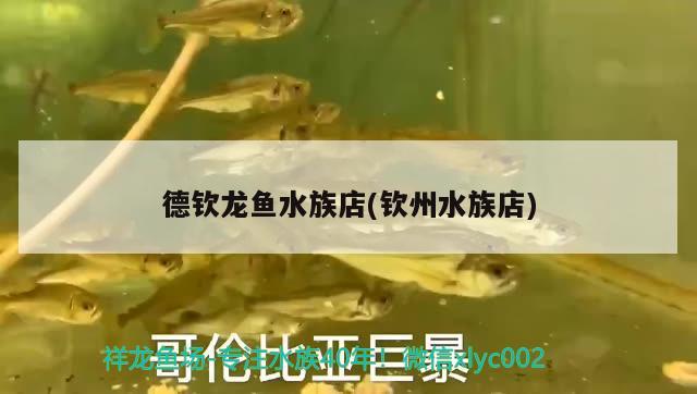 德欽龍魚水族店(欽州水族店)