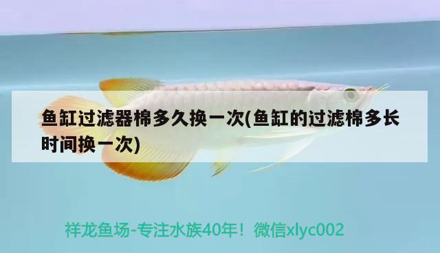 魚缸過濾器棉多久換一次(魚缸的過濾棉多長時間換一次) 純血皇冠黑白魟魚