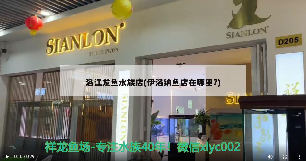 洛江龍魚水族店(伊洛納魚店在哪里?) 虎魚百科