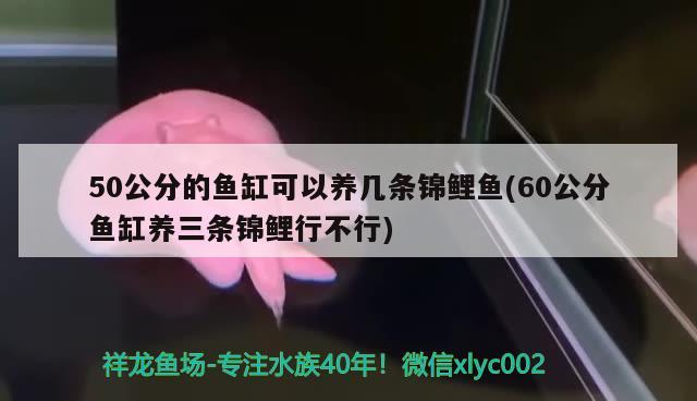 50公分的魚缸可以養(yǎng)幾條錦鯉魚(60公分魚缸養(yǎng)三條錦鯉行不行) 噴點菠蘿魚