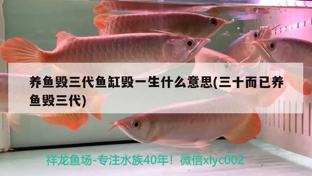 養(yǎng)魚毀三代魚缸毀一生什么意思(三十而已養(yǎng)魚毀三代) 養(yǎng)魚知識(shí)