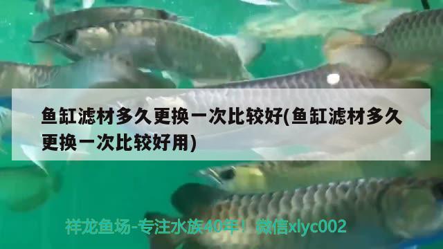 魚缸濾材多久更換一次比較好(魚缸濾材多久更換一次比較好用) 南美異型魚