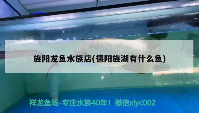 旌陽龍魚水族店(德陽旌湖有什么魚) 白化火箭魚