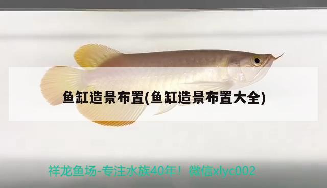 魚缸造景布置(魚缸造景布置大全) 玫瑰銀版魚