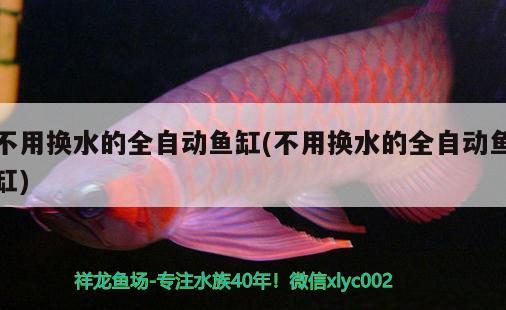 不用換水的全自動(dòng)魚缸(不用換水的全自動(dòng)魚缸)