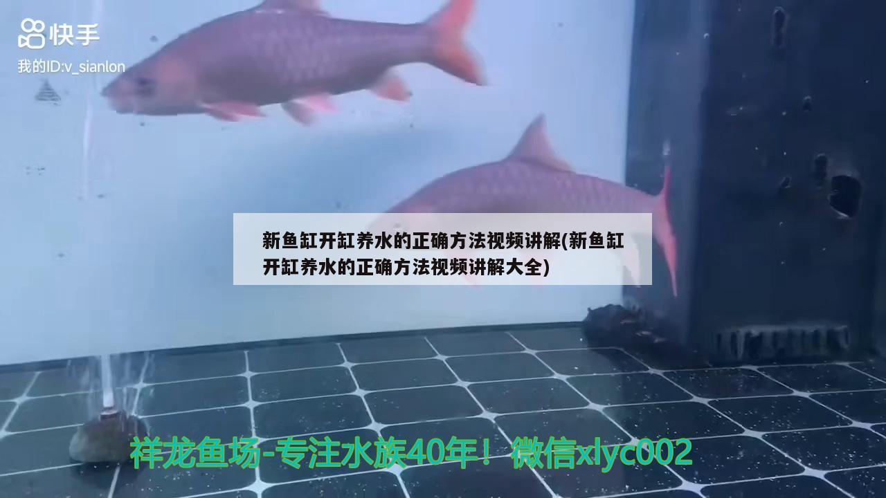 新魚缸開缸養(yǎng)水的正確方法視頻講解(新魚缸開缸養(yǎng)水的正確方法視頻講解大全) 羅漢魚