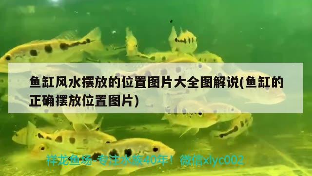 魚缸風水擺放的位置圖片大全圖解說(魚缸的正確擺放位置圖片) 魚缸風水