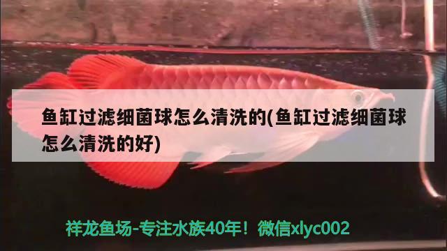 魚缸過濾細(xì)菌球怎么清洗的(魚缸過濾細(xì)菌球怎么清洗的好) 噴點(diǎn)菠蘿魚