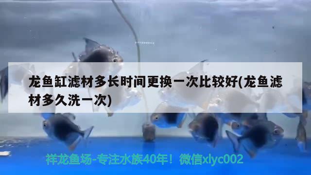 龍魚缸濾材多長時間更換一次比較好(龍魚濾材多久洗一次)