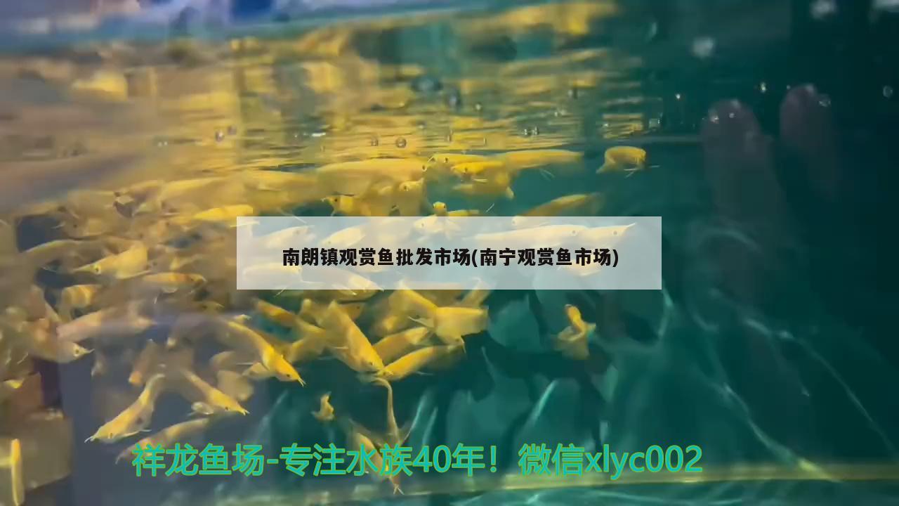 南朗鎮(zhèn)觀賞魚批發(fā)市場(chǎng)(南寧觀賞魚市場(chǎng)) 觀賞魚批發(fā)