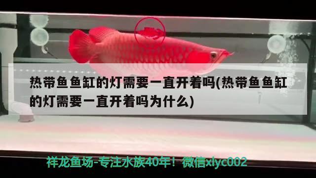 熱帶魚魚缸的燈需要一直開著嗎(熱帶魚魚缸的燈需要一直開著嗎為什么) 白化火箭魚