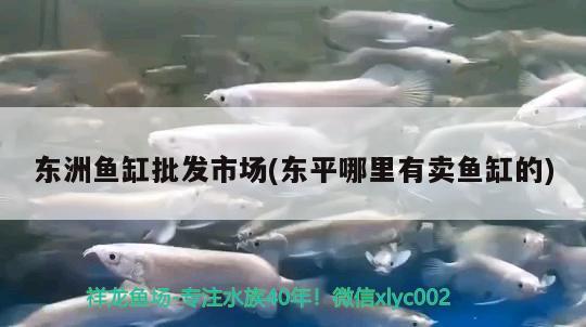 東洲魚缸批發(fā)市場(東平哪里有賣魚缸的) 豬鼻龜