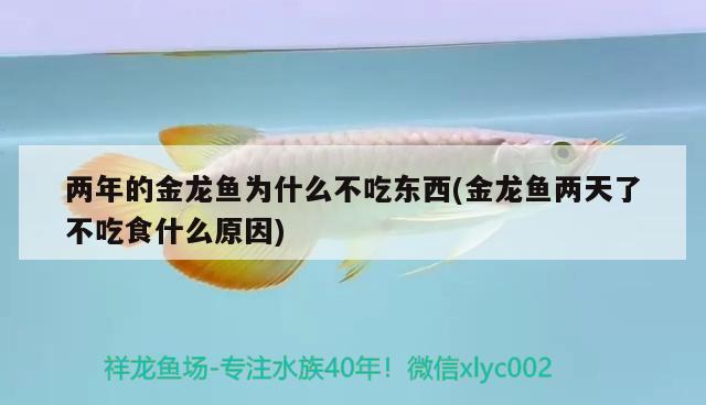 兩年的金龍魚為什么不吃東西(金龍魚兩天了不吃食什么原因) 水草