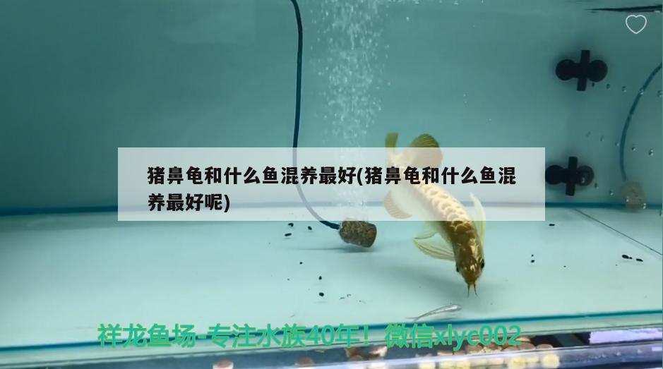 豬鼻龜和什么魚混養(yǎng)最好(豬鼻龜和什么魚混養(yǎng)最好呢) 豬鼻龜百科