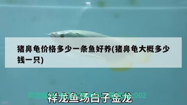 豬鼻龜價格多少一條魚好養(yǎng)(豬鼻龜大概多少錢一只) 豬鼻龜