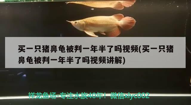 買(mǎi)一只豬鼻龜被判一年半了嗎視頻(買(mǎi)一只豬鼻龜被判一年半了嗎視頻講解)