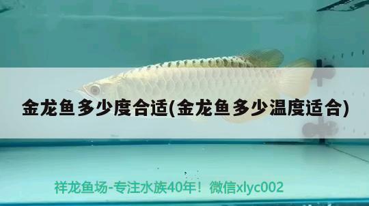 金龍魚多少度合適(金龍魚多少溫度適合)