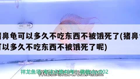 豬鼻龜可以多久不吃東西不被餓死了(豬鼻龜可以多久不吃東西不被餓死了呢) 豬鼻龜