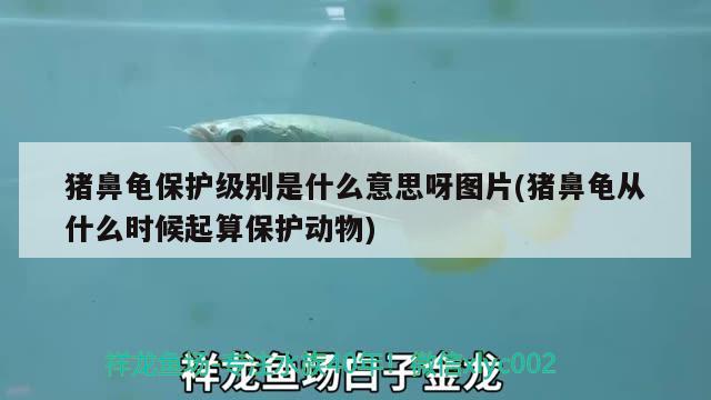 豬鼻龜保護級別是什么意思呀圖片(豬鼻龜從什么時候起算保護動物) 豬鼻龜百科