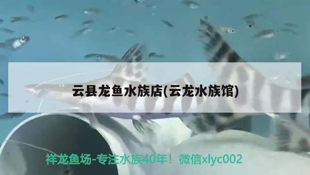 云縣龍魚水族店(云龍水族館) 過背金龍魚