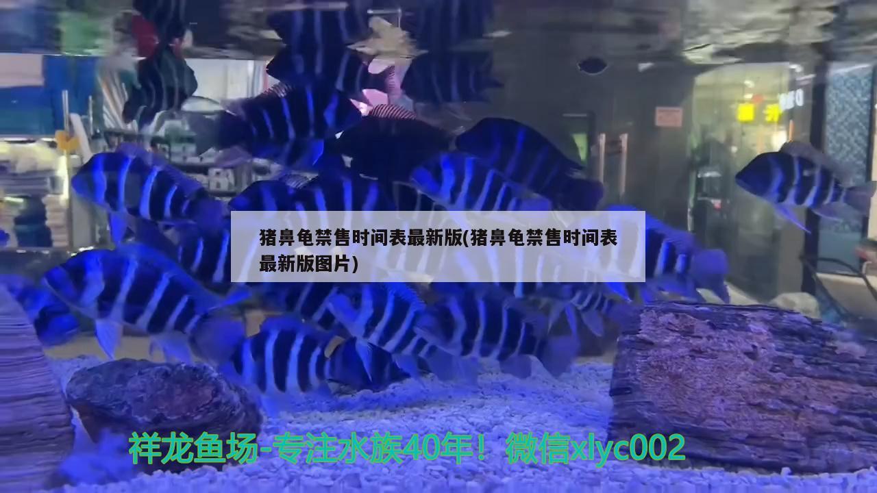 豬鼻龜禁售時間表最新版(豬鼻龜禁售時間表最新版圖片) 豬鼻龜