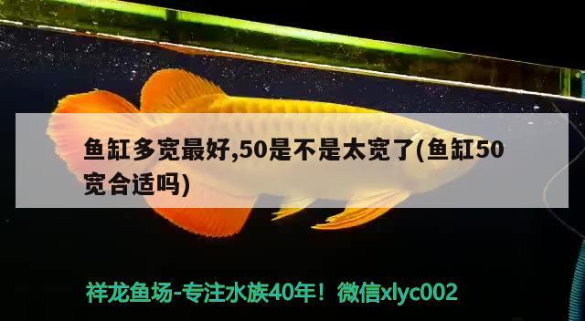 魚(yú)缸多寬最好,50是不是太寬了(魚(yú)缸50寬合適嗎) 魚(yú)缸風(fēng)水