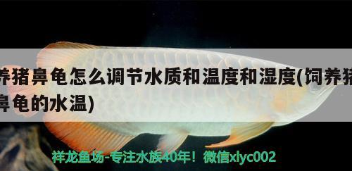 養(yǎng)豬鼻龜怎么調(diào)節(jié)水質(zhì)和溫度和濕度(飼養(yǎng)豬鼻龜?shù)乃疁? 豬鼻龜