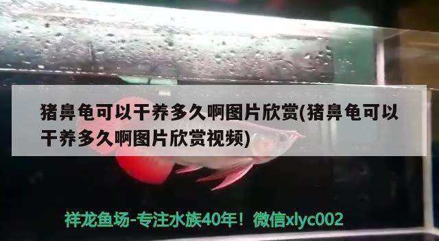 豬鼻龜可以干養(yǎng)多久啊圖片欣賞(豬鼻龜可以干養(yǎng)多久啊圖片欣賞視頻) 豬鼻龜百科