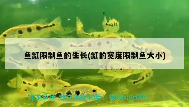 魚缸限制魚的生長(zhǎng)(缸的寬度限制魚大小)