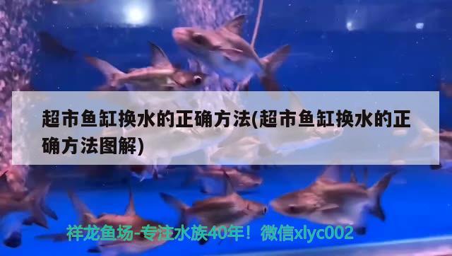 超市魚缸換水的正確方法(超市魚缸換水的正確方法圖解)