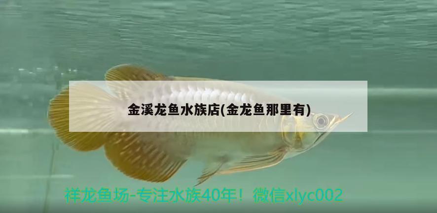 金溪龍魚水族店(金龍魚那里有) 稀有金龍魚