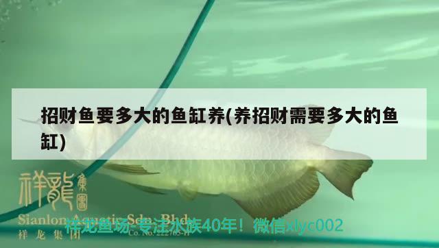 招財(cái)魚(yú)要多大的魚(yú)缸養(yǎng)(養(yǎng)招財(cái)需要多大的魚(yú)缸) 魚(yú)缸風(fēng)水