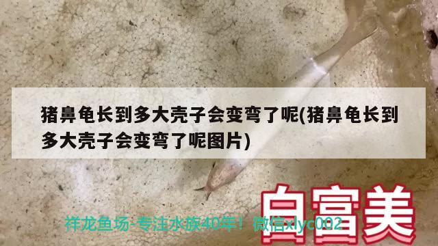 豬鼻龜長到多大殼子會變彎了呢(豬鼻龜長到多大殼子會變彎了呢圖片)