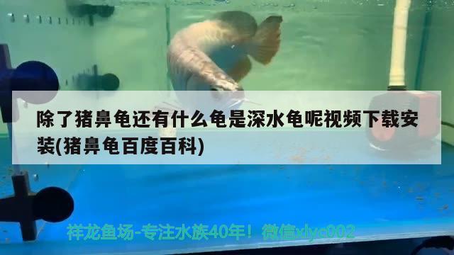 除了豬鼻龜還有什么龜是深水龜呢視頻下載安裝(豬鼻龜百度百科) 豬鼻龜百科